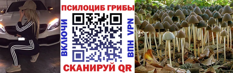 Псилоцибиновые грибы Cubensis  Ленинск 